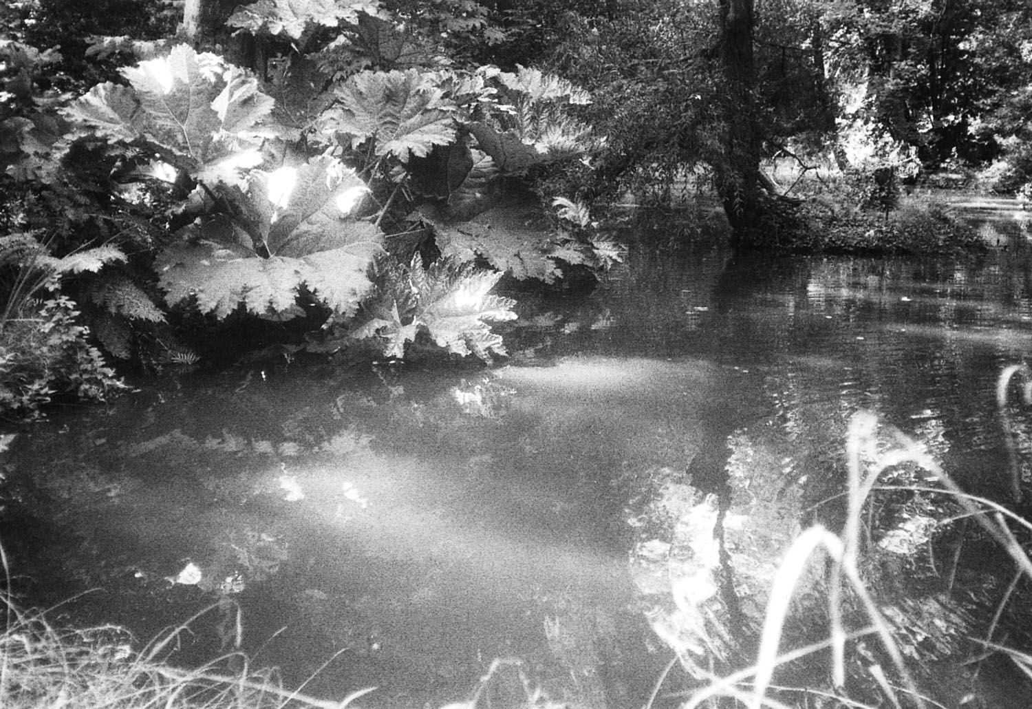 Foto von Leah-Lilith Heeren in schwarz-weiß und Querformat, abgebildet sind ein paar Grashalme am unteren Bildrand, darüber eine Gewässer in dem sich Himmel und Pflanzen spiegeln und zudem ein Wasserkreis ausbreitet. Oben sind mehre Bäume sowie Wasserpflanzen zu sehen.