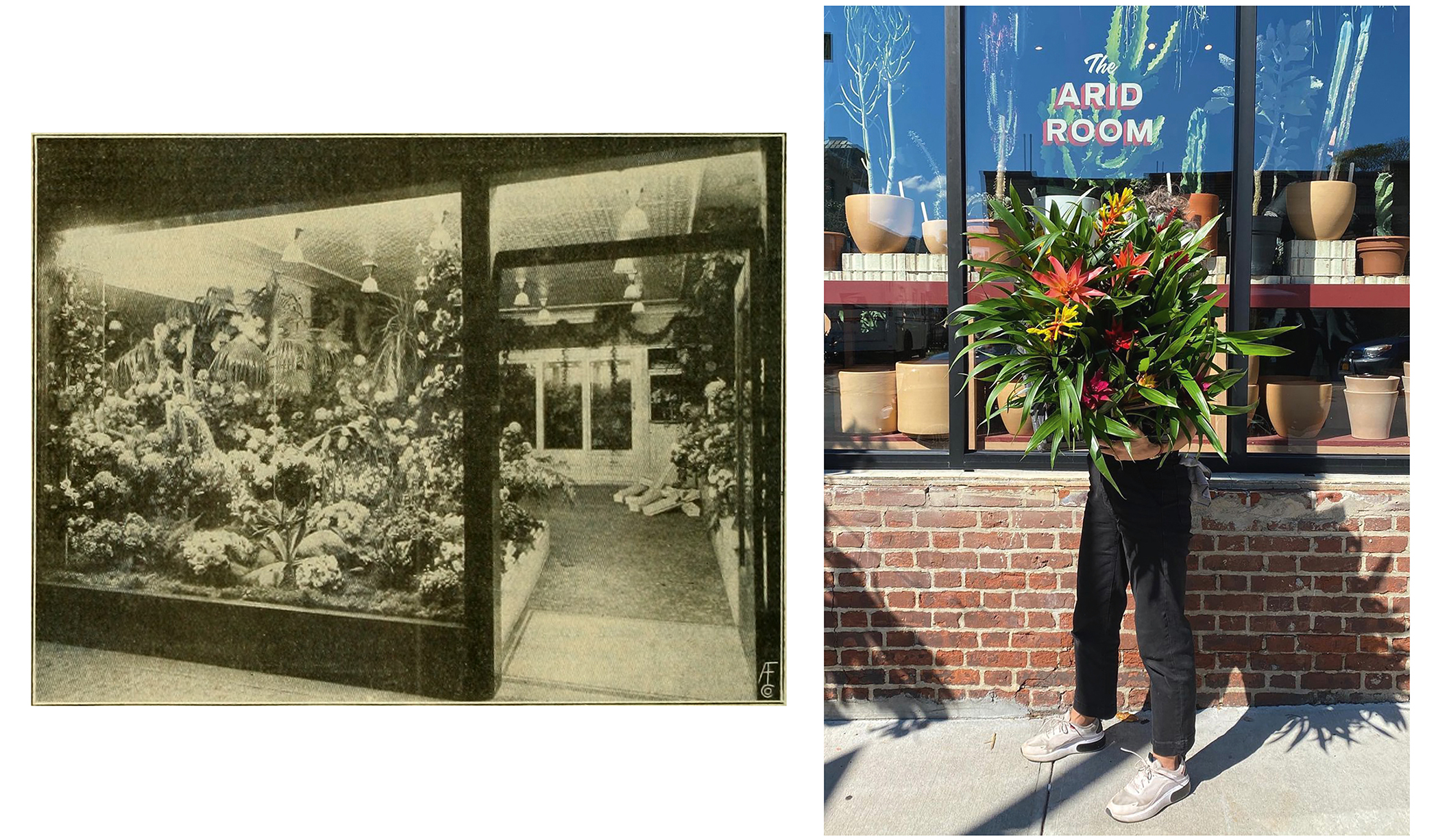 links: The American Florist - a Weekly Journal for the Trade. 1885   rechts: Tula Plants & Design Shop @tulahouse. 2020